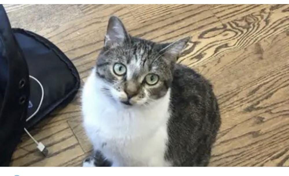 Image of Rookie, Lost Cat
