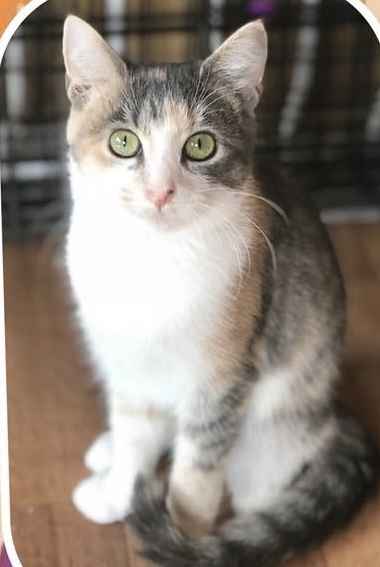Image of Sassy/Cutie, Lost Cat