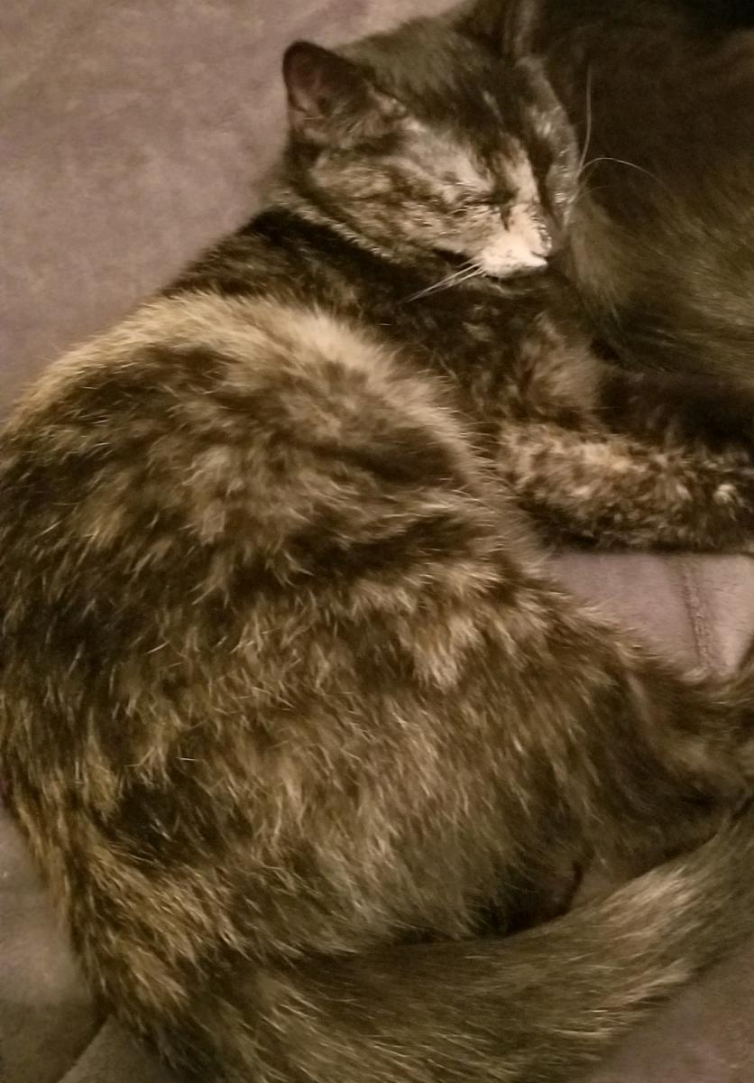 Image of Mizy, Lost Cat