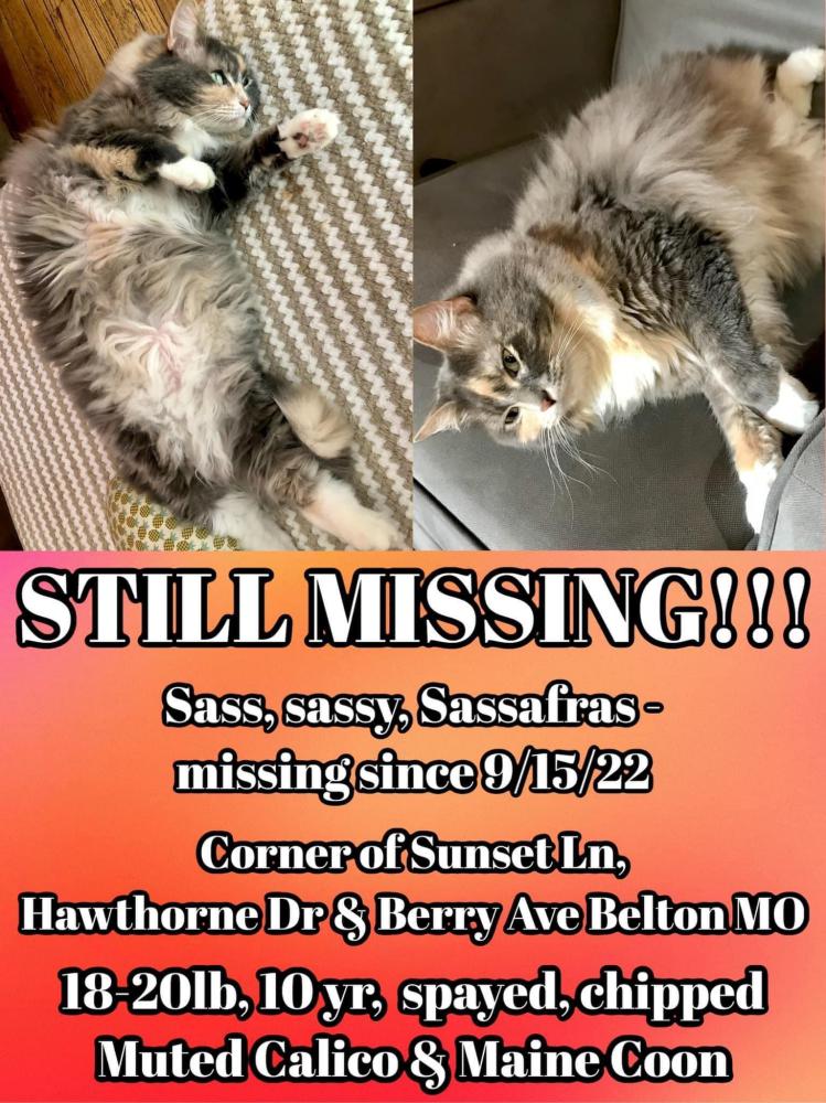 Image of Sass, Lost Cat