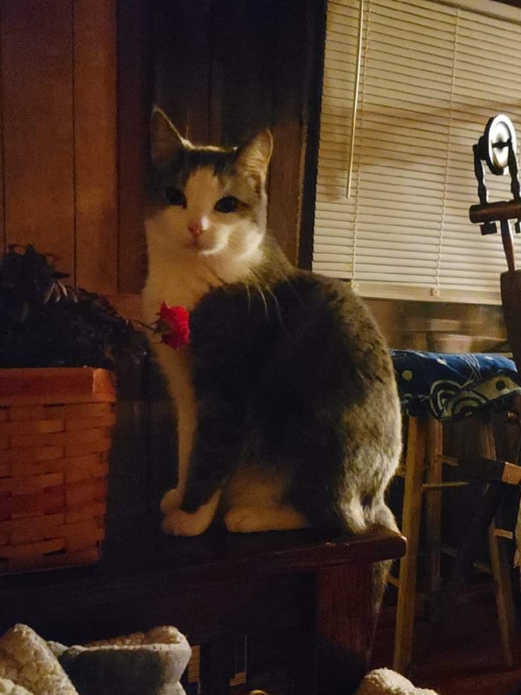 Image of Tess, Lost Cat