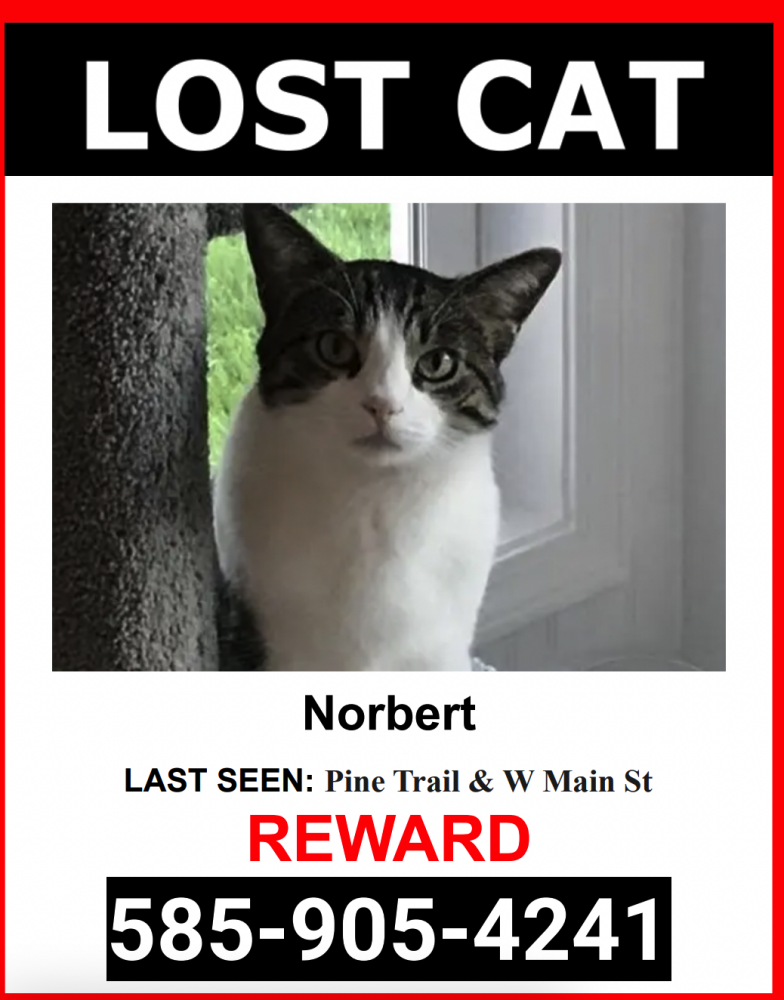 Image of Norbert, Lost Cat