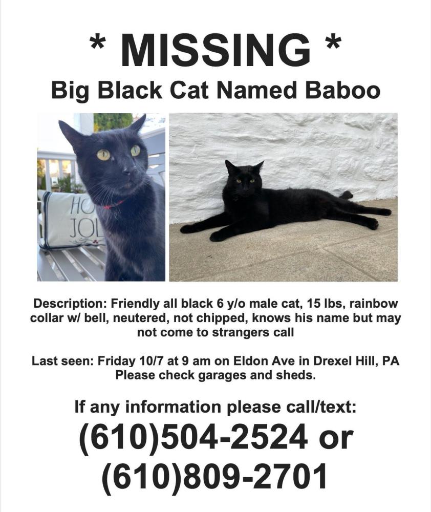 Image of Baboo, Lost Cat