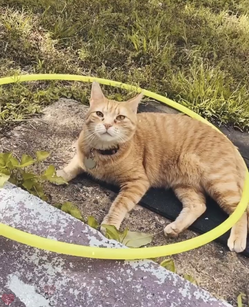 Image of Butter, Lost Cat