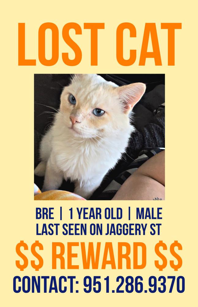 Image of Bre, Lost Cat