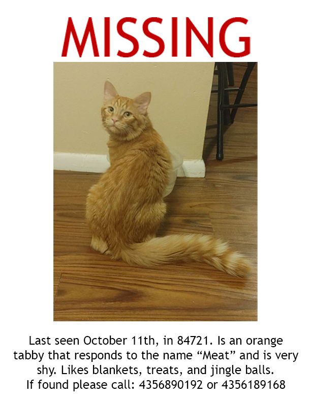 Image of Meat, Lost Cat