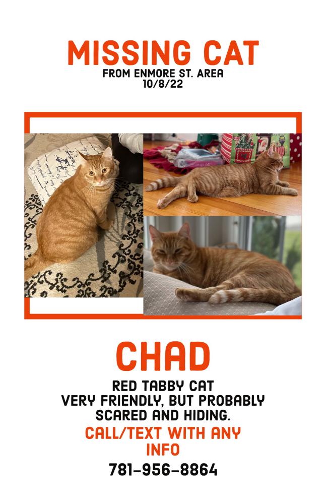 Image of Chad, Lost Cat