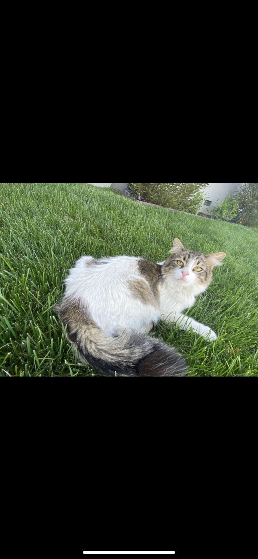 Image of Izzy, Lost Cat