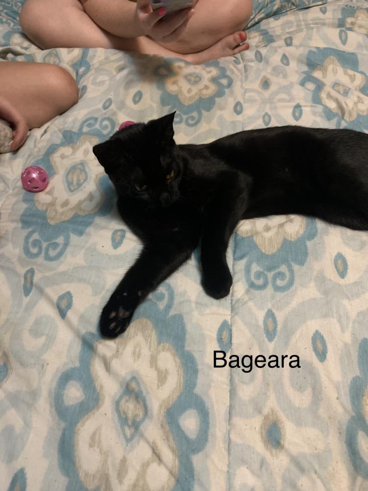 Image of Bageara, Lost Cat