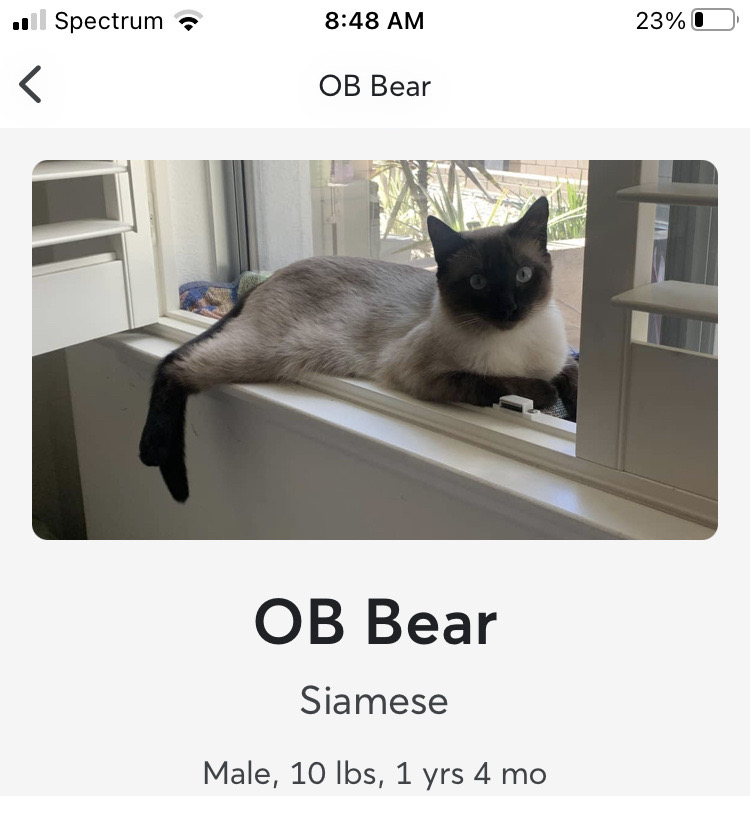 Image of Ob Bear, Lost Cat