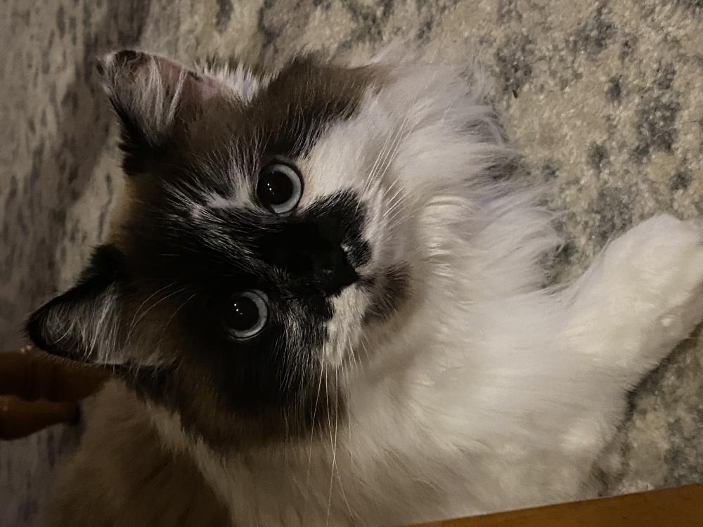 Image of Opie, Lost Cat