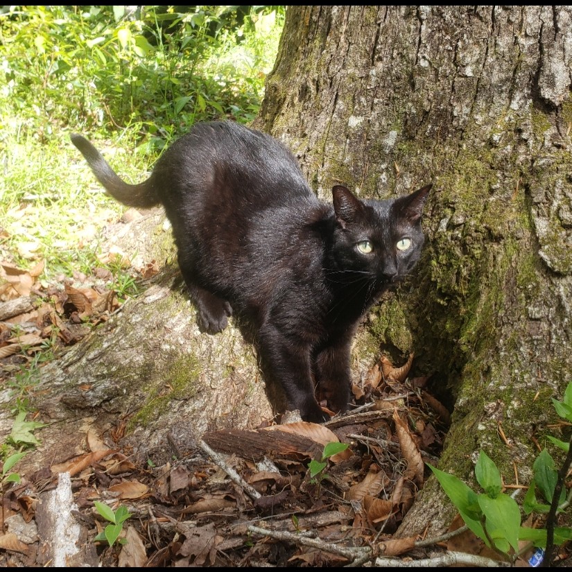 Image of Timber, Lost Cat