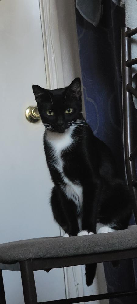 Image of Selina, Lost Cat