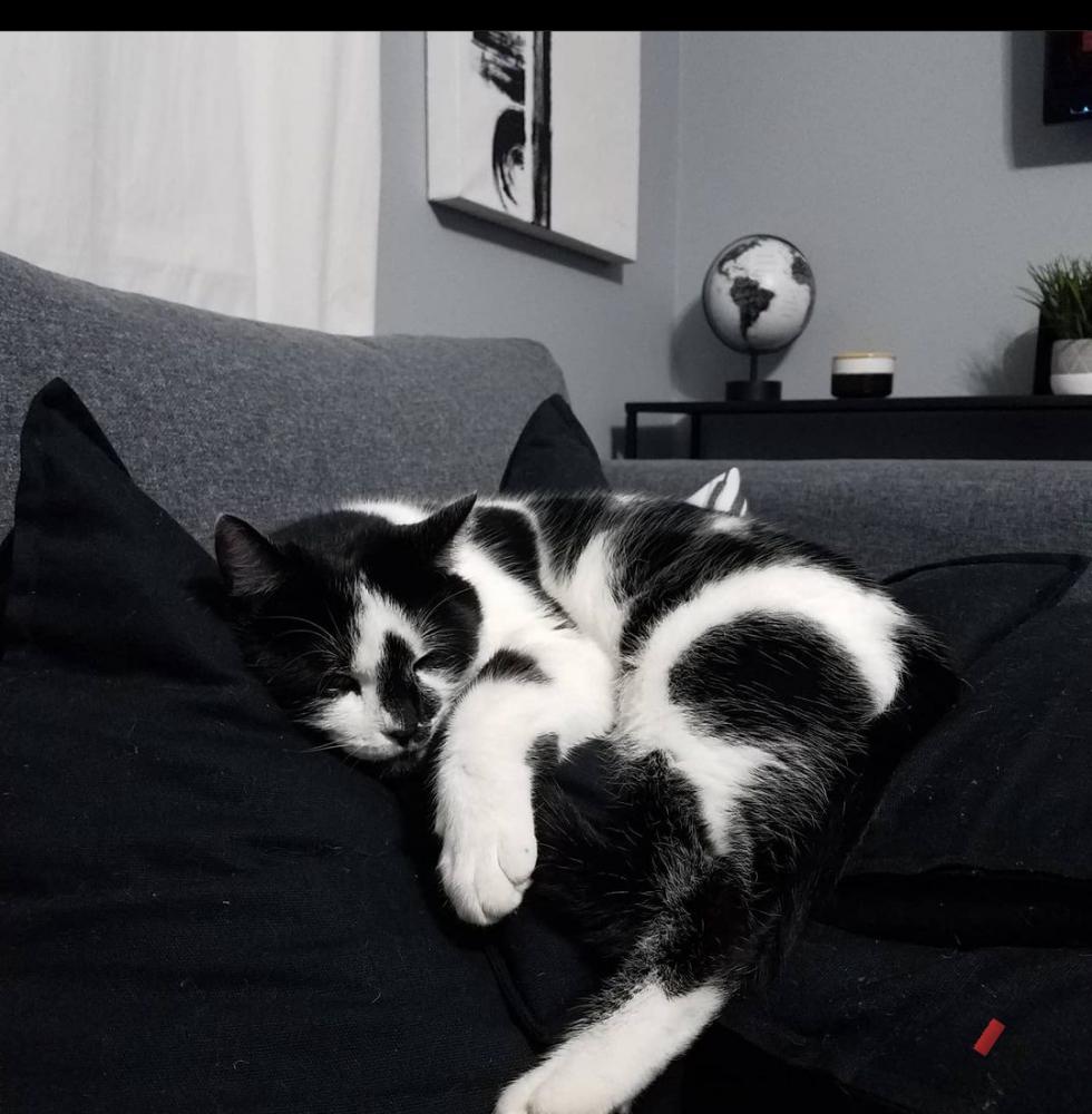 Image of Louie, Lost Cat