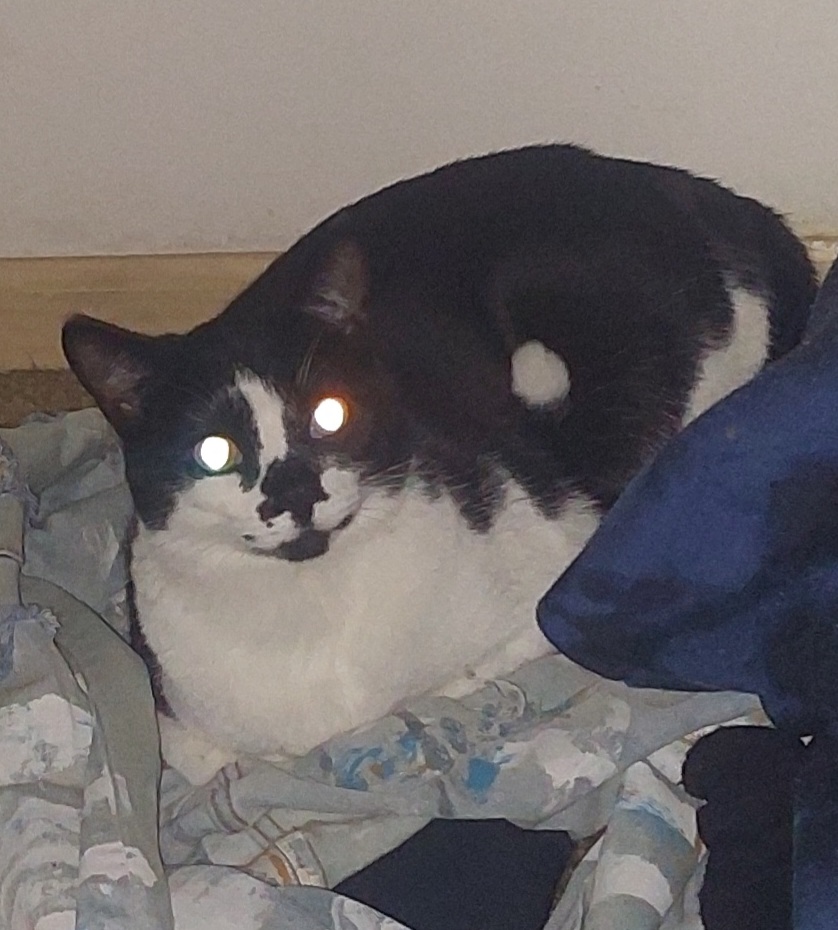 Image of Moomoo, Lost Cat