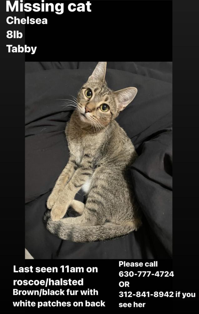 Image of chelsea, Lost Cat