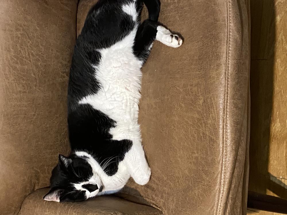 Image of Tubby, Lost Cat