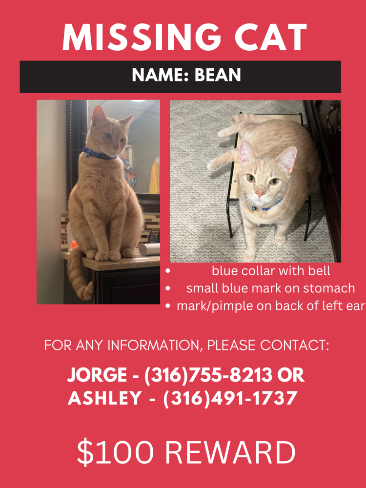 Image of bean, Lost Cat