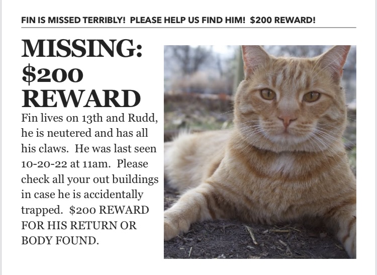 Image of Fin, Lost Cat