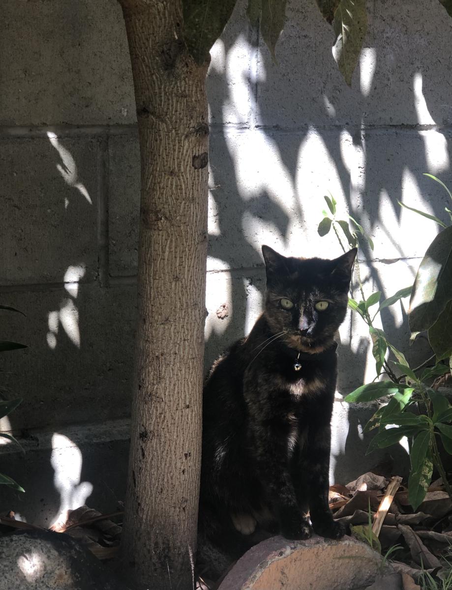 Image of Morrissey, Lost Cat