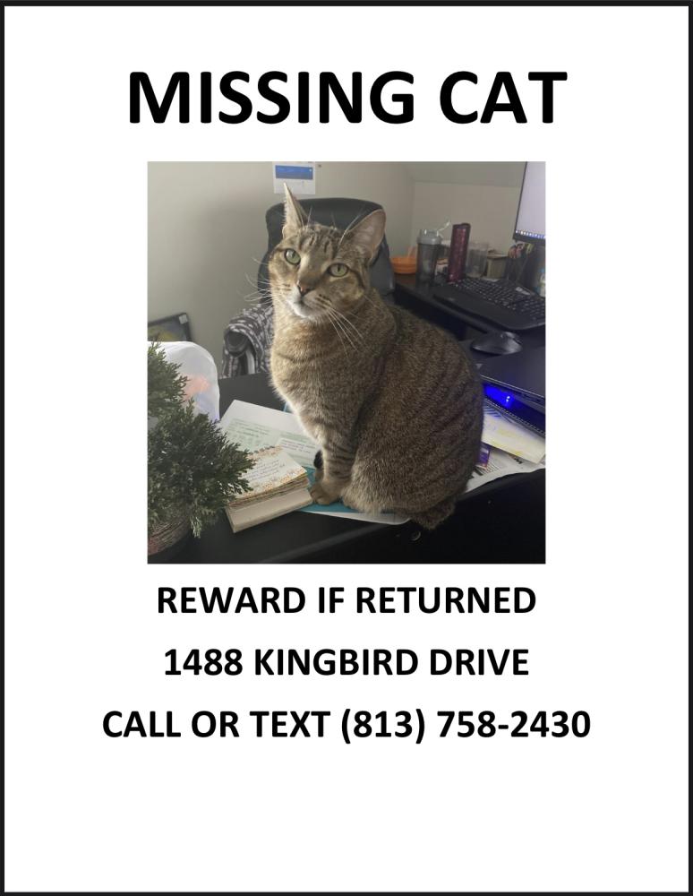 Image of Xena, Lost Cat