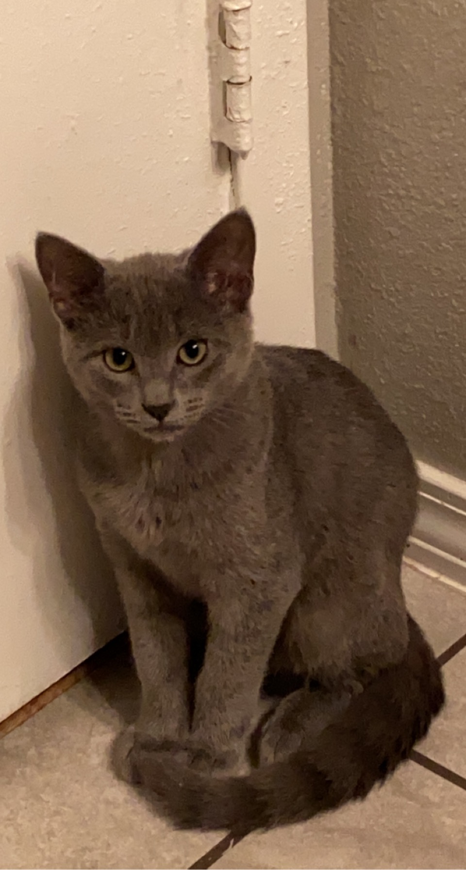 Image of Greyson, Lost Cat