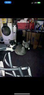 Image of Kalisee and raider, Lost Cat