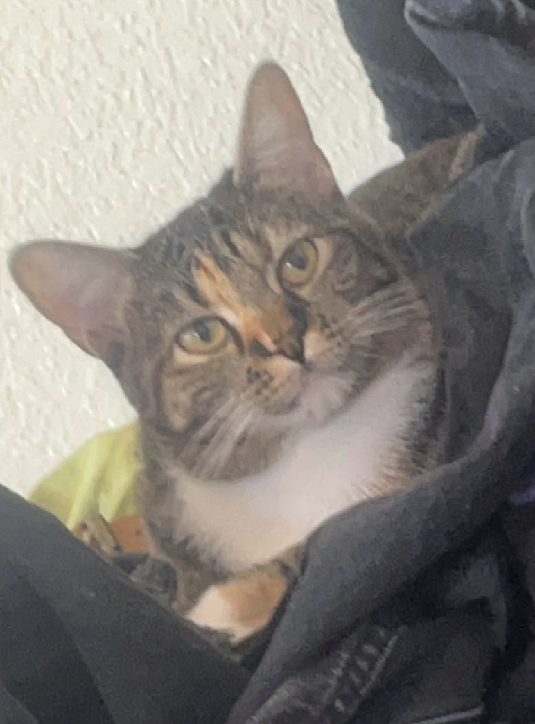 Image of Doka, Lost Cat