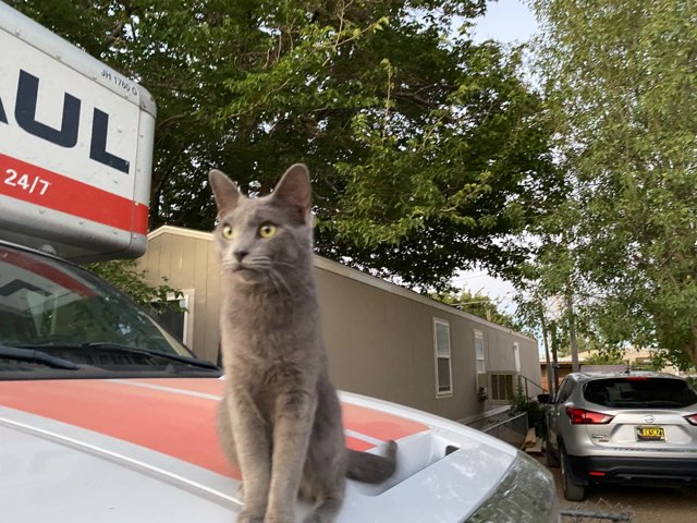 Image of Moby, Lost Cat