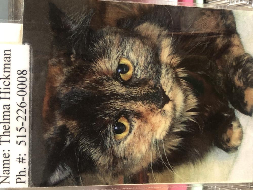 Image of Thelma, Lost Cat
