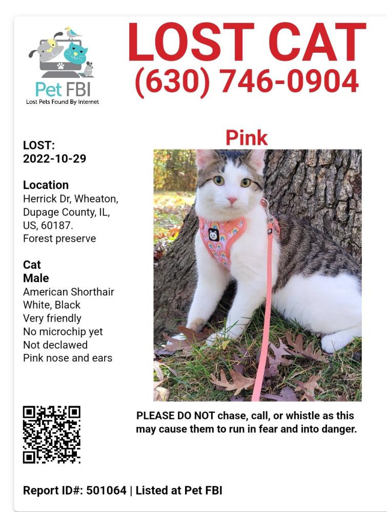 Image of Pink, Lost Cat
