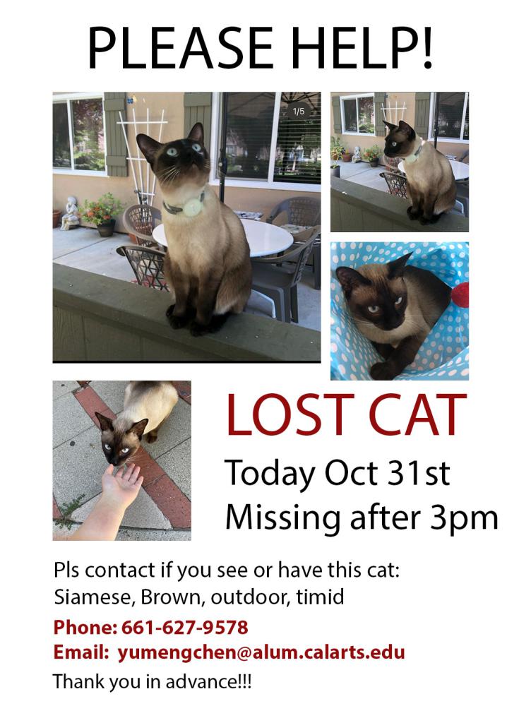 Image of Moshi, Lost Cat