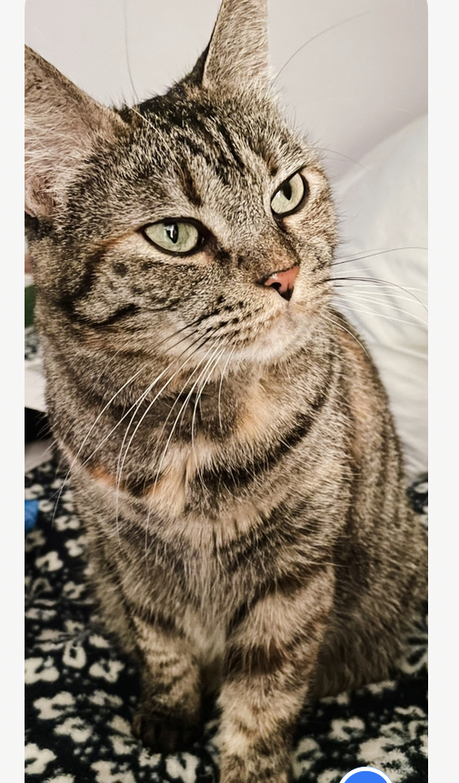 Image of Dusky, Lost Cat