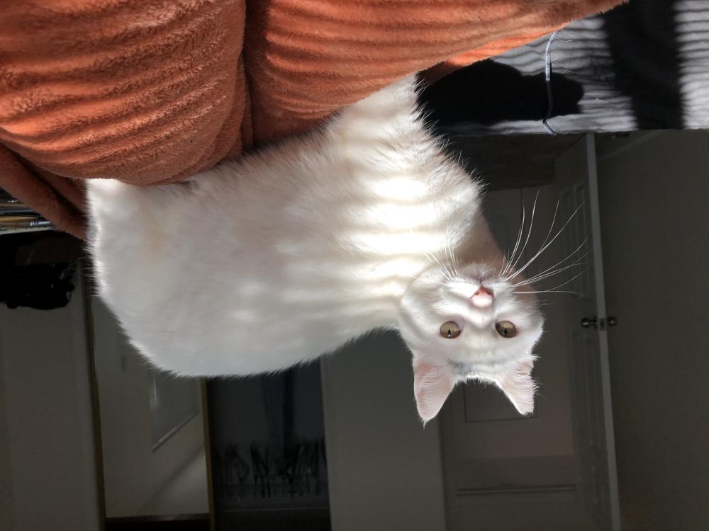 Image of Gemini, Lost Cat