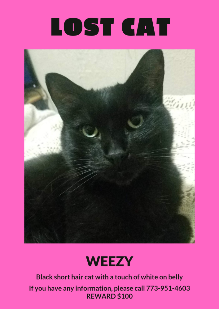 Image of Weezy, Lost Cat