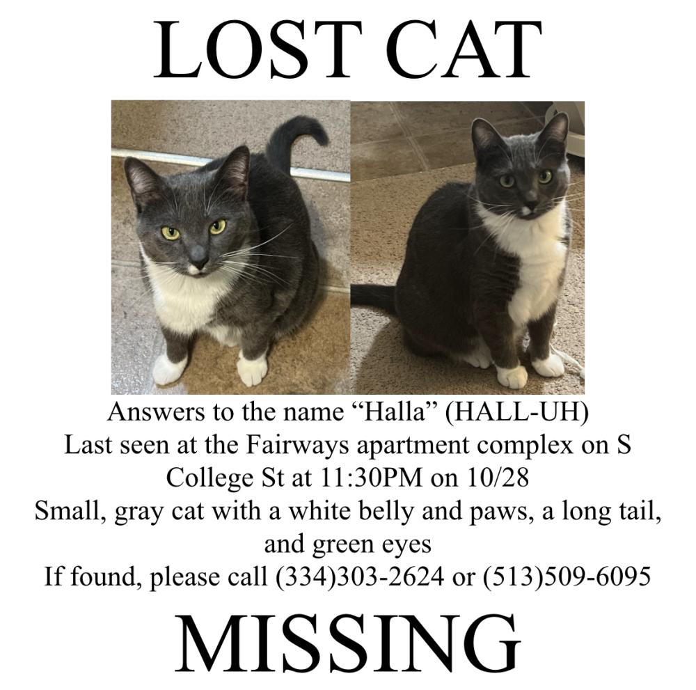 Image of Halla, Lost Cat