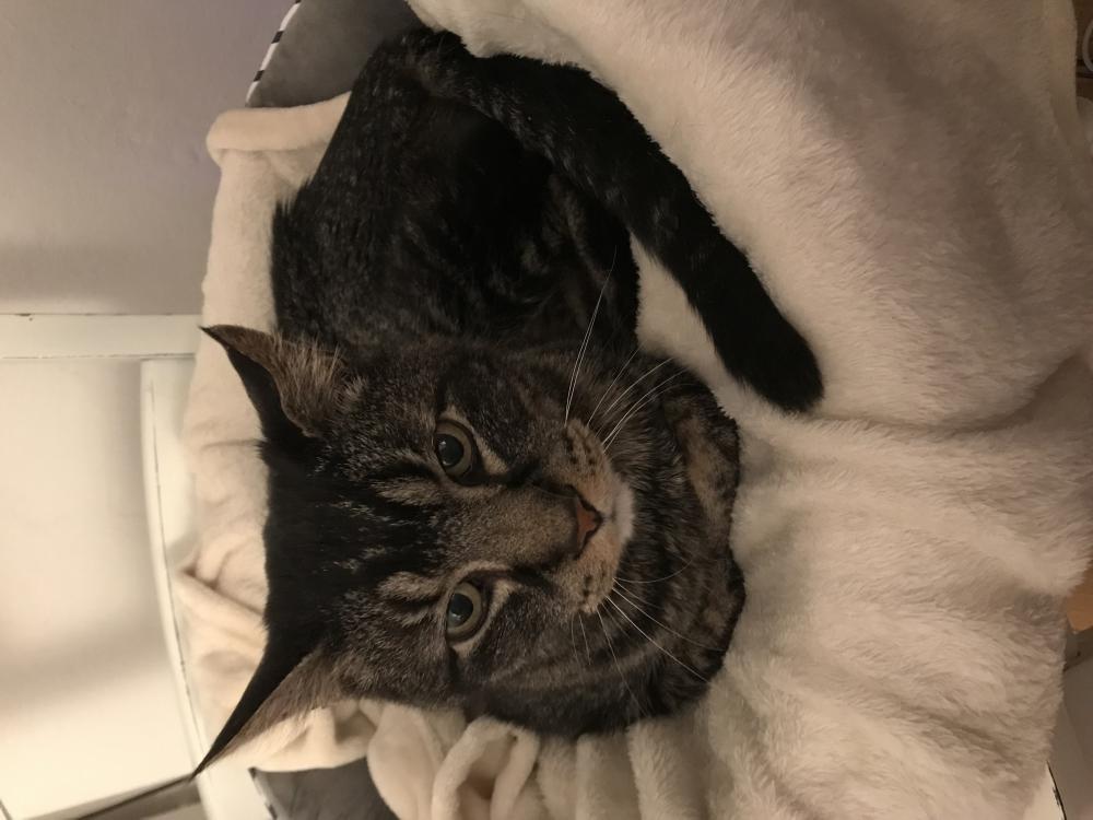 Image of Simon, Lost Cat