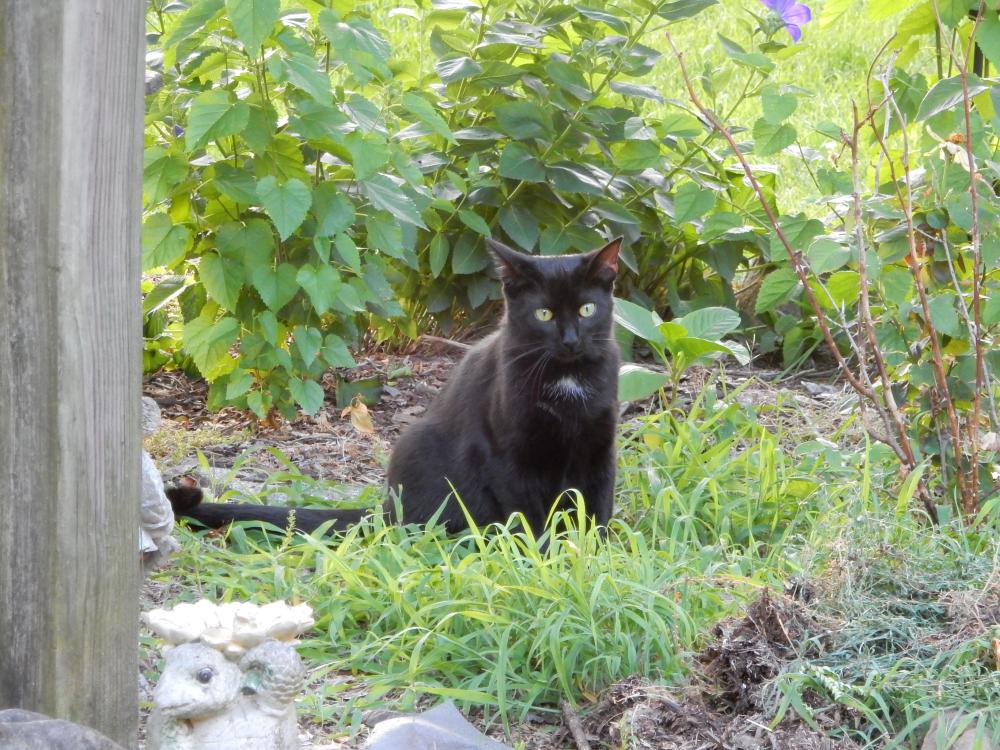 Image of Souran (meow-meow), Lost Cat