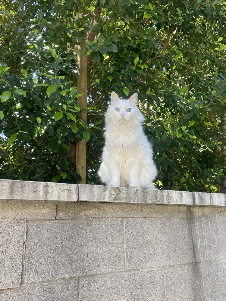 Image of Whitey, Lost Cat