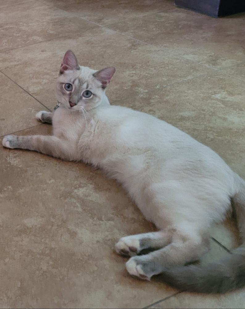Image of Modelo, Lost Cat