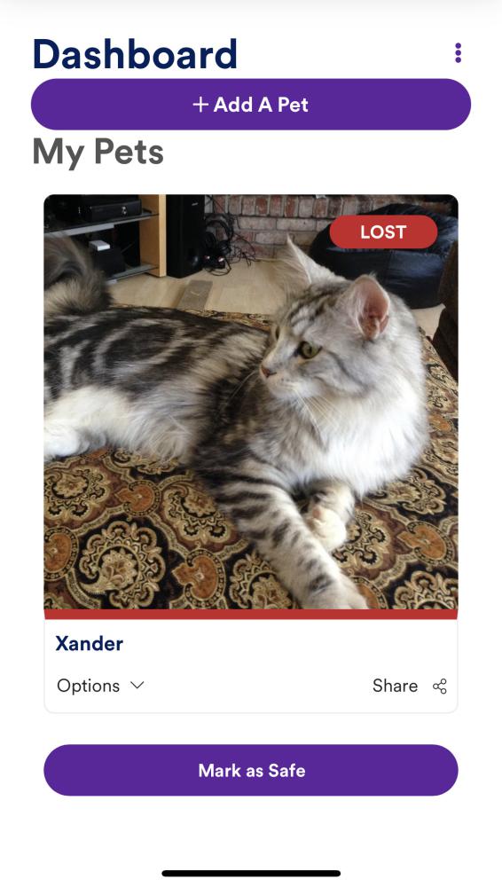Image of Xander, Lost Cat