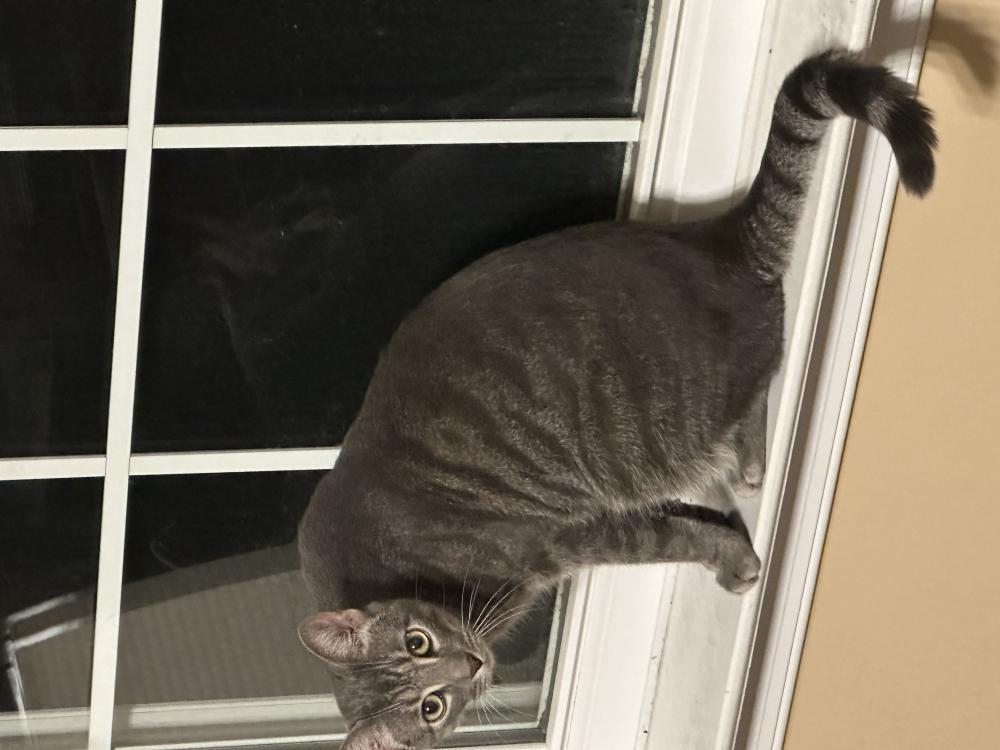 Image of Tible, Lost Cat