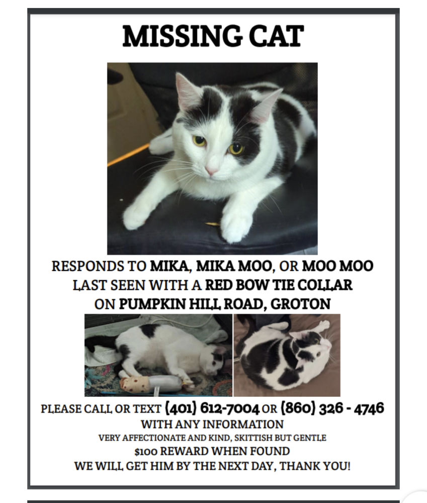 Image of Mika, Lost Cat