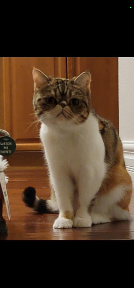 Image of Cora, Lost Cat