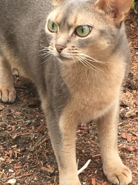 Image of Leeloo, Lost Cat