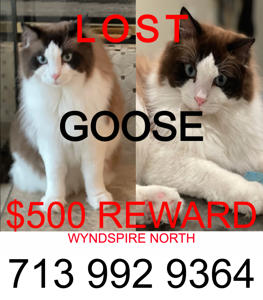 Image of Goose, Lost Cat