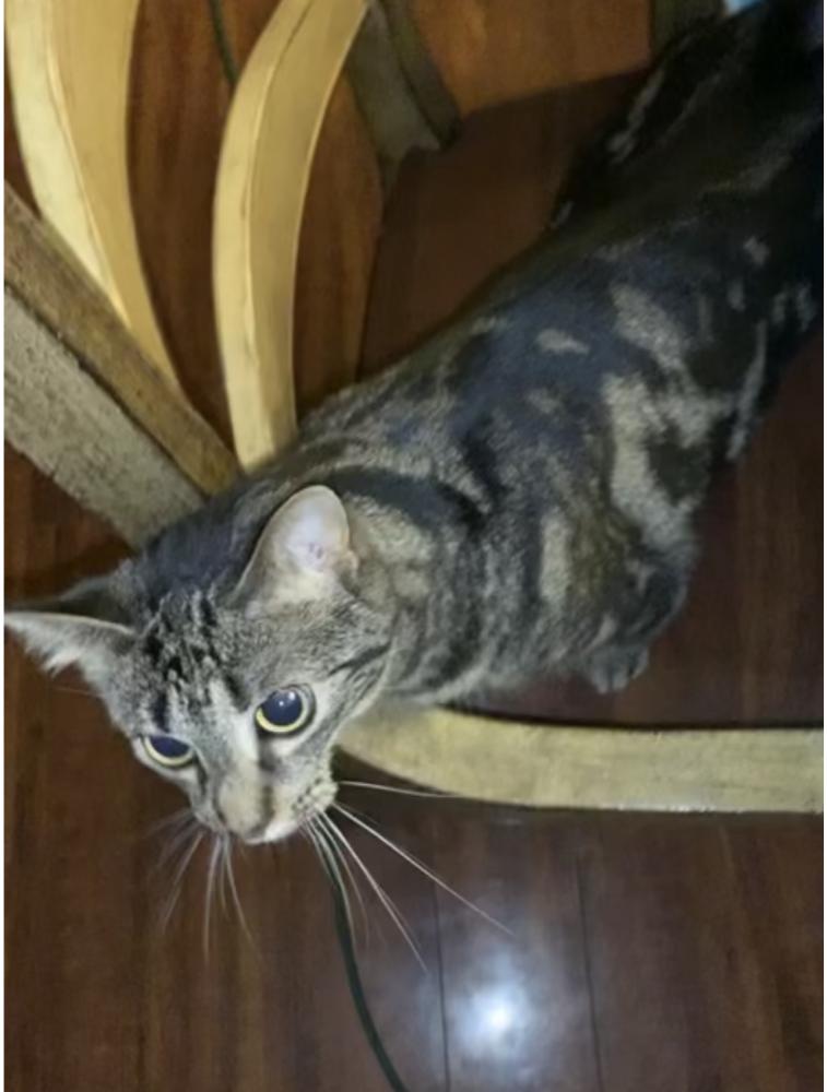 Image of Sawyer, Lost Cat