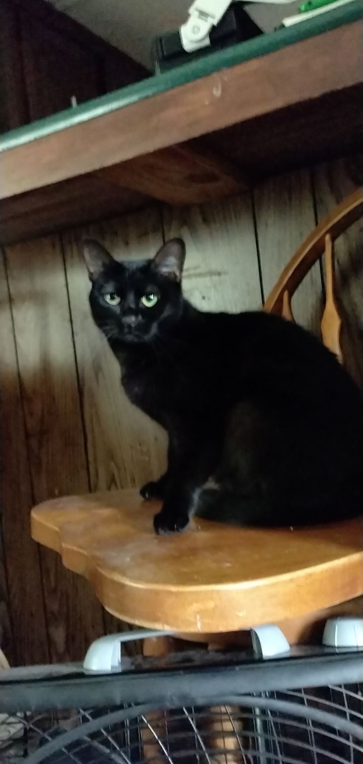 Image of Green bean, Lost Cat