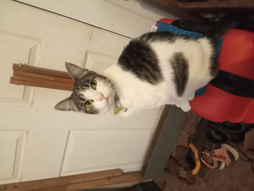 Image of Tilley, Lost Cat