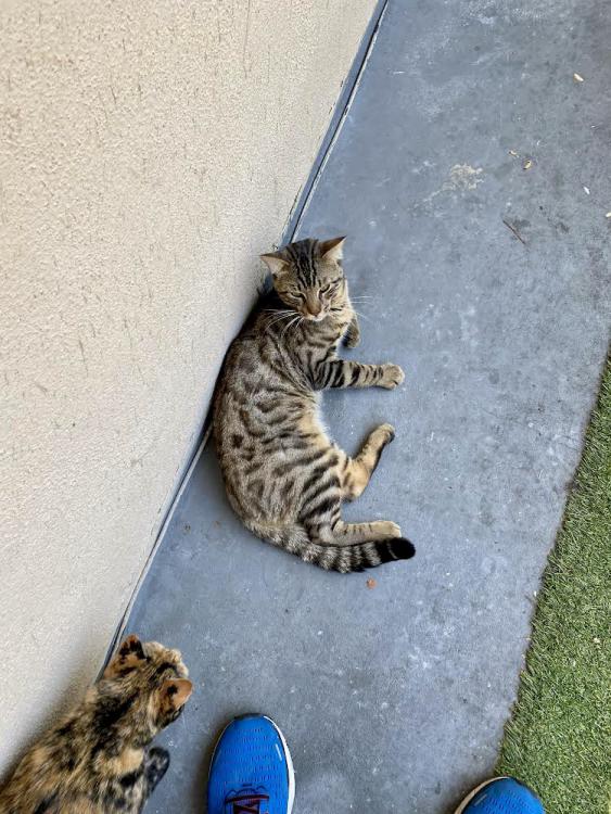 Image of Little buddies, Lost Cat